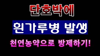 [텃밭농부.695]  단호박에 흰가루병발생 천연농약으로 방제하기 #흰가루병 #단호박재배