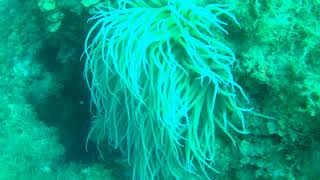 Constantine amb la Mary Ovens- Calm Down -l&#39;escala-