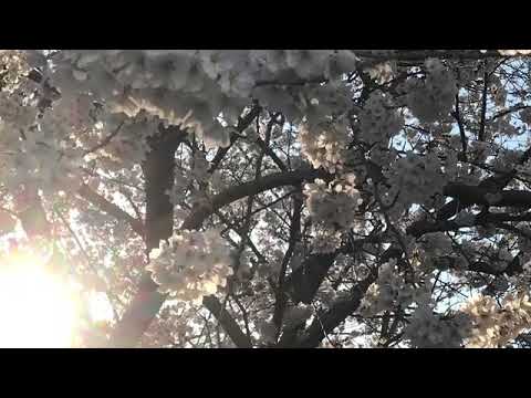 春へのセレナーデ　secret Garden