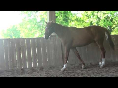 EDEL DE VITRAC par Don Juan de Hus cavalier DBY 6