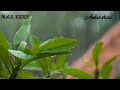 Happy Rainy A Rainy Day Whatsapp Status Rain Love Poetry Status