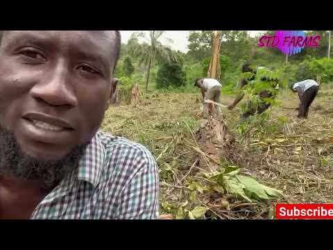 Land Preparation Before Farming In Ghana..