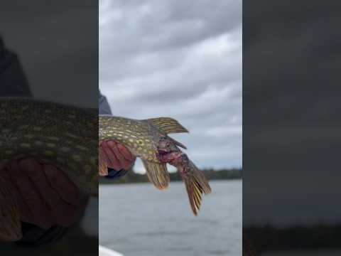 ZOMBIE PIKE 🧟‍♂️