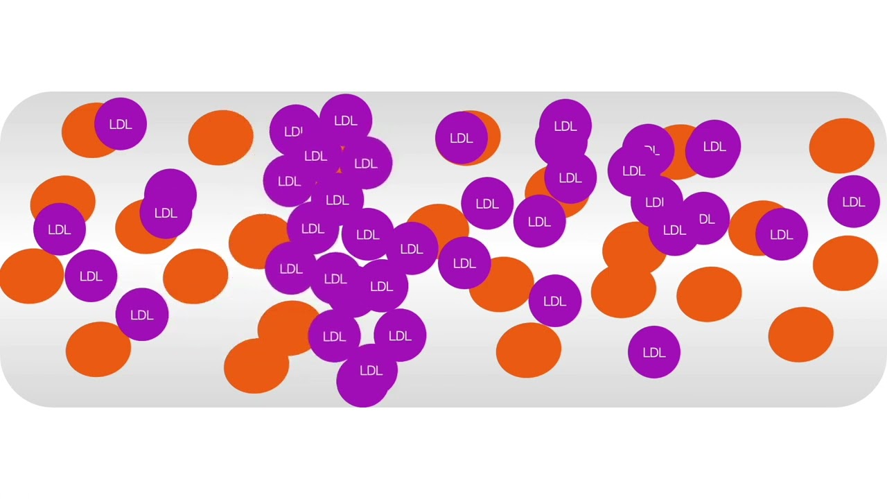 Nutrientes más allá de la absorción - Dietas y macronutrientes (Parte 2)