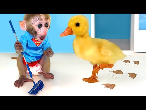 La scimmietta Bon Bon prepara gelatine arcobaleno e gioca felicemente con l'anatroccolo nel parco