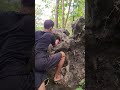 can weasel in the rock hole #shortvideo