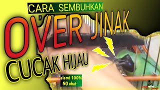 Download lagu CARA SEMBUHKAN CUCAK HIJAU OVER JINAK mp3