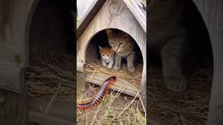 Watch this cat's shocked reaction when a centipede approaches - funny😂😱 #shorts #centipede