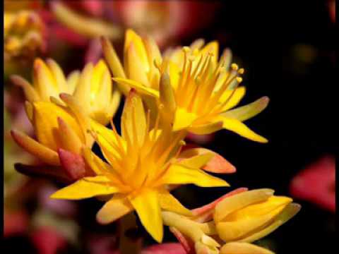 Радо Шишарката - Емигранти