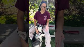 Video preview image #1 Siberian Husky Puppy For Sale in Pasadena, CA, USA