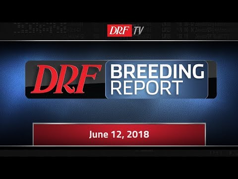 DRF Breeding Report - Triple Crown Winner Justify Pedigree Analysis