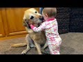 Adorable Babies Playing With Dogs and Cats - Funny Babies Compilation 2018 mp3