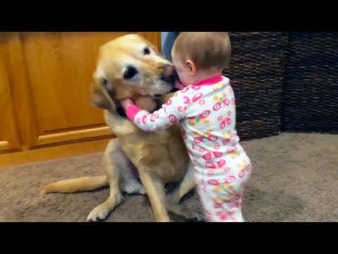 Funny dog videos - Baby and Dog