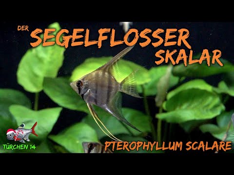 Der Segelflosser / Skalar - Pterophyllum scalare | ADVENTdicted! Adventskalender | Türchen 14