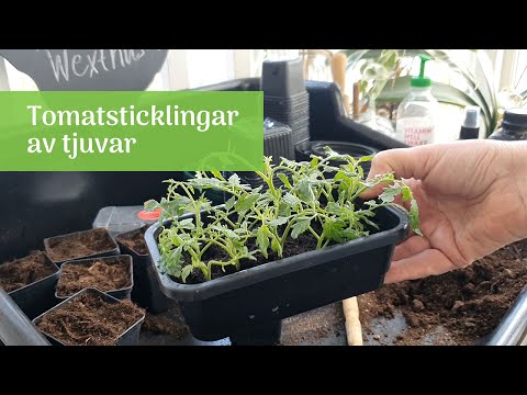 Fler tomatplantor av tjuvar