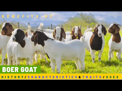 , title : 'BOER GOATS | HISTORY OF THE GOAT BREED | CHARACTERISTICS AND TRAITS | BREED FOR MEAT!'
