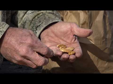 download lagu mp3 mp4 Who Buys Pecans Near Me, download lagu Who Buys Pecans Near Me gratis, unduh video klip Who Buys Pecans Near Me