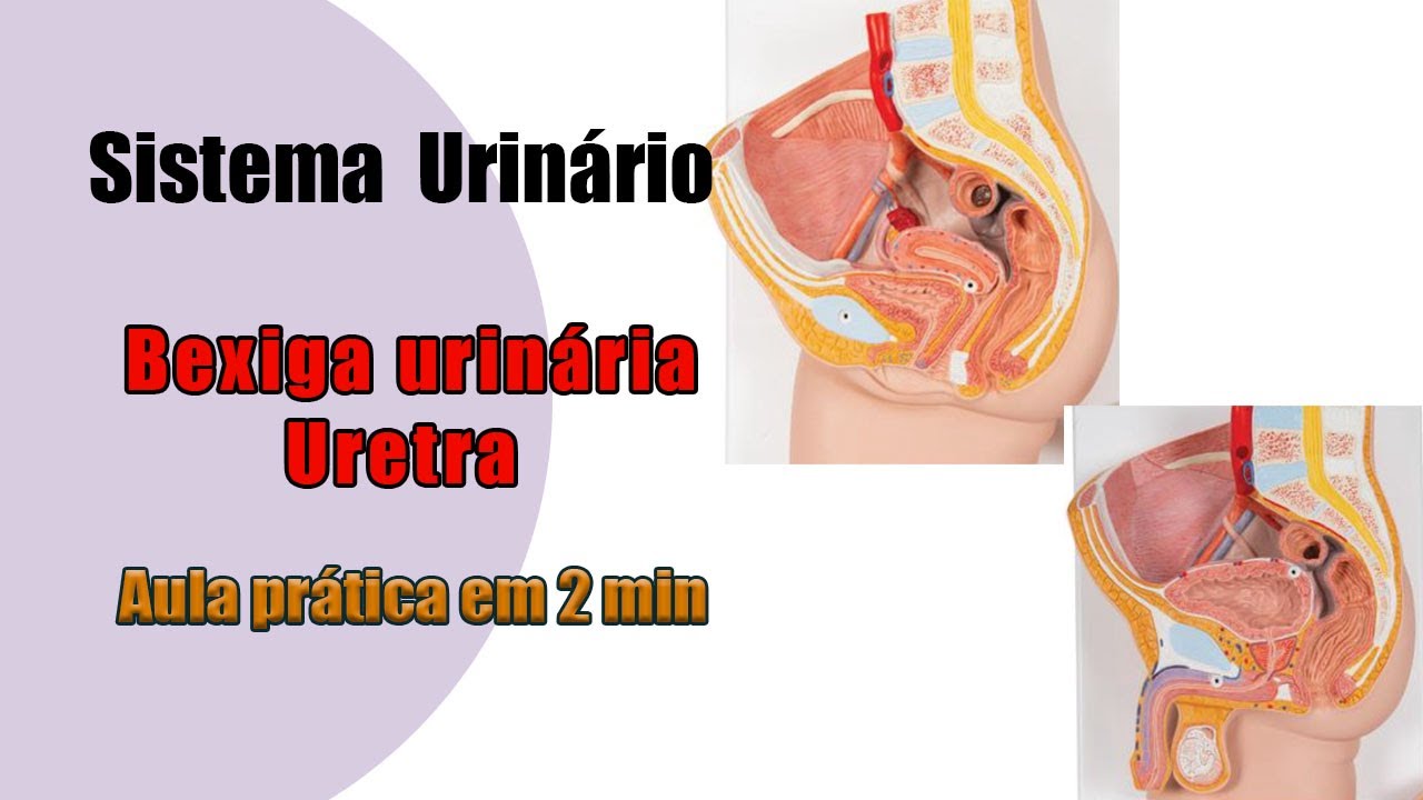 Anatomia Sistema Urinário - Bexiga urinária e uretra - Aula Prática