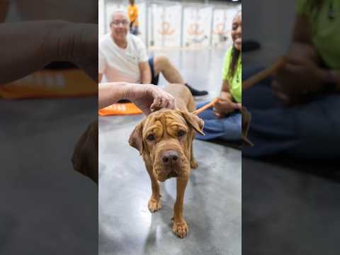 450+ pets adopted in two days