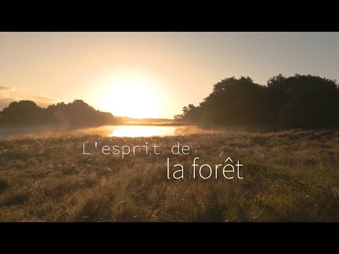 L’esprit de la forêt - court métrage animalier.