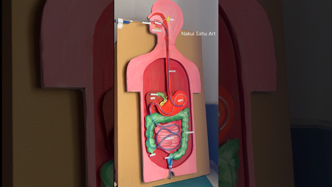 human digestive system model working model #shortsfeed #biology project Nakul Sahu Art