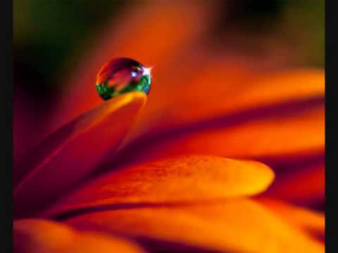 Patrycja Kosiarkiewicz - Radosny