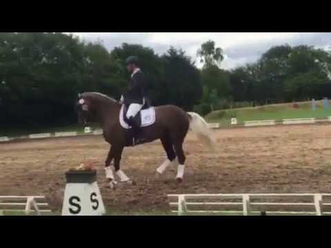 Altmarkhofs Hippophae v. Belissimo M, StPrSt., 2. Platz DPF- L