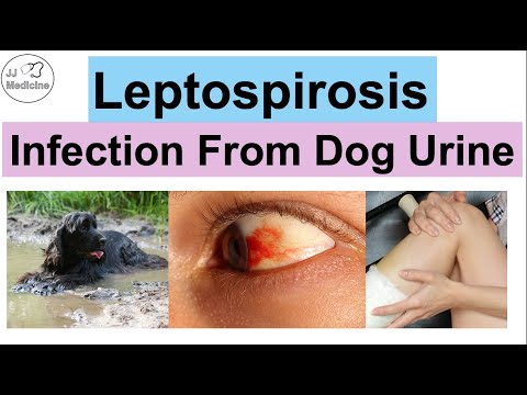 Leptospirose (Infektion durch Hundeurin) | Wo Sie sich anstecken, was passiert, wie Sie damit umg...