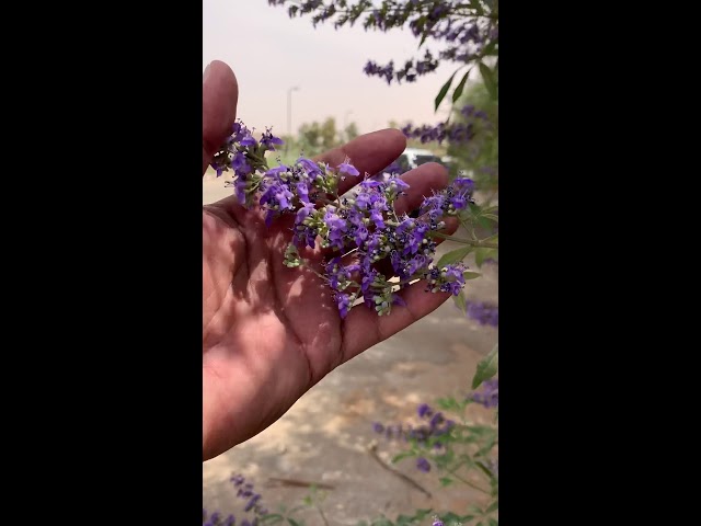 بذور شجرة كف مريم  فيتكس - Vitex agnus-castus