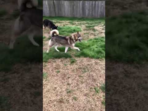 MILLIE, an adopted German Shepherd Dog & Husky Mix in Greeneville, TN_image-1