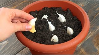 She places garlic in soil: here&#39;s what happens