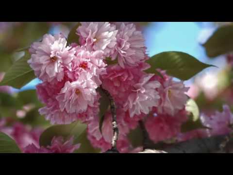 Just For YOU - Ernesto Cortazar