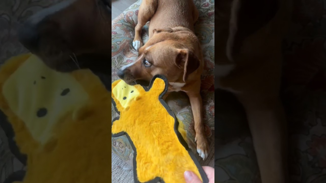 Felice, a ADOPTABLE mixed breed in Bracebridge, ON video 6/6