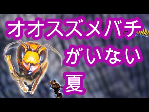 経済学科 晴蜂雨読 ㉟／養蜂場にオオスズメバチが来ない夏について (2024年8月、その3)／山崎亮一／日英字幕付き／A summer without Asian giant hornets／Sub