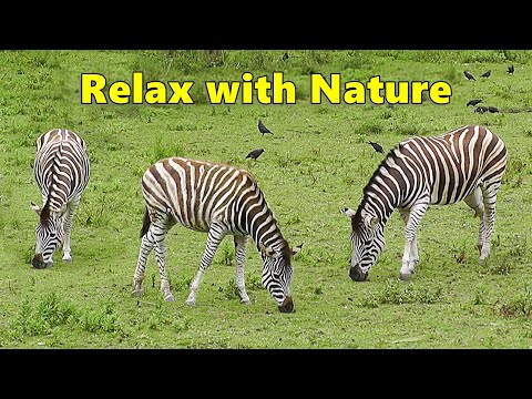 TV for Dogs : Dog Relaxation TV \u0026 Videos - Zebra Fun ~ Relax with Nature