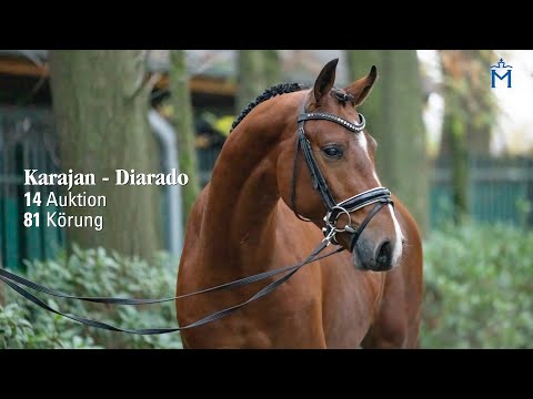 Nr. 14 Hengst v. Karajan - Diarado