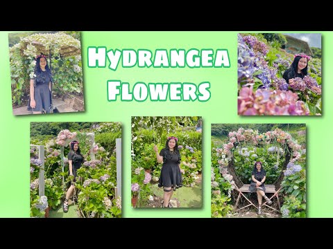 Hydrangea Flowers @Yamingshan