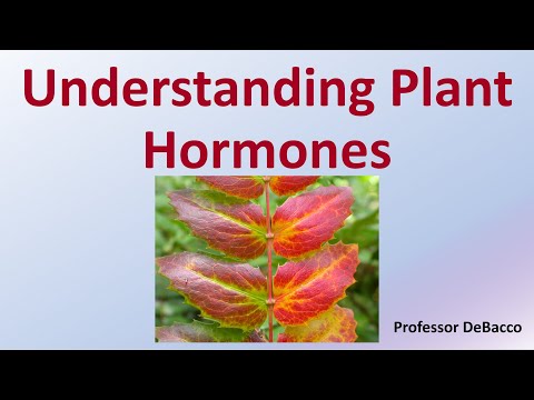 Understanding Plant Hormones