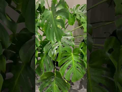 うちのモンステラ・デリシオサが泣いているのはなぜですか？これは悪い兆候ですか？  庭園