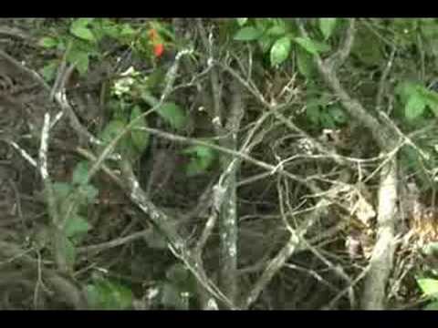 Turtle Tracks B72: Bones Tracks Day 72