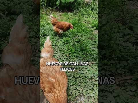 PRODUCCIÓN DE HUEVOS #huancabamba #gallinas #gallinasponedoras #campo #granja #piura #peru #gana
