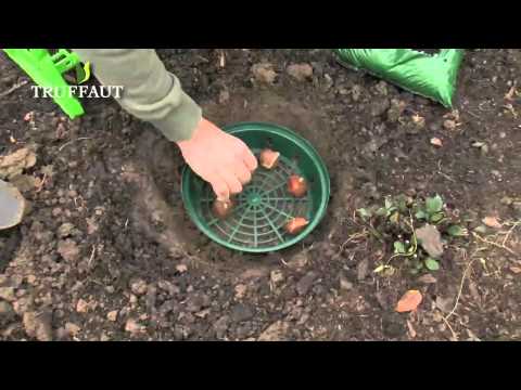 Planter des bulbes: les outils pour planter des bulbes en pleine terre -  Truffaut
