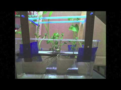 Hydroponic Plants 11:9:16