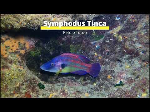 Symphodus tinca