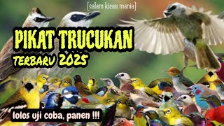 Download lagu Suara Pikat Burung Trucukan Terbaru 2025 || Suara Pikat Paling Dicari mp3