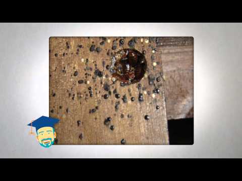 Ask the Pest Professor about Bed Bug Control