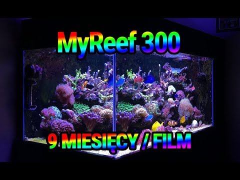 (145) MyReef 300 / 9 miesięcy - Akwarium morskie - 9 month old Reef Aquarium