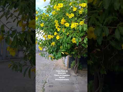 Pelas Ruas de Almenara. Flores da Argemiro Aguilar. #nossaalmenara
