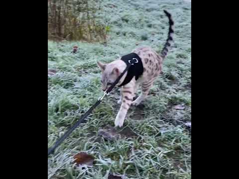 Bengal Cat Jumps around in Iced Grass During Winter