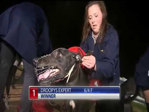 2017 WILLIAM HILL ALL ENGLAND CUP FINAL - T1 DROOPYS EXPERT